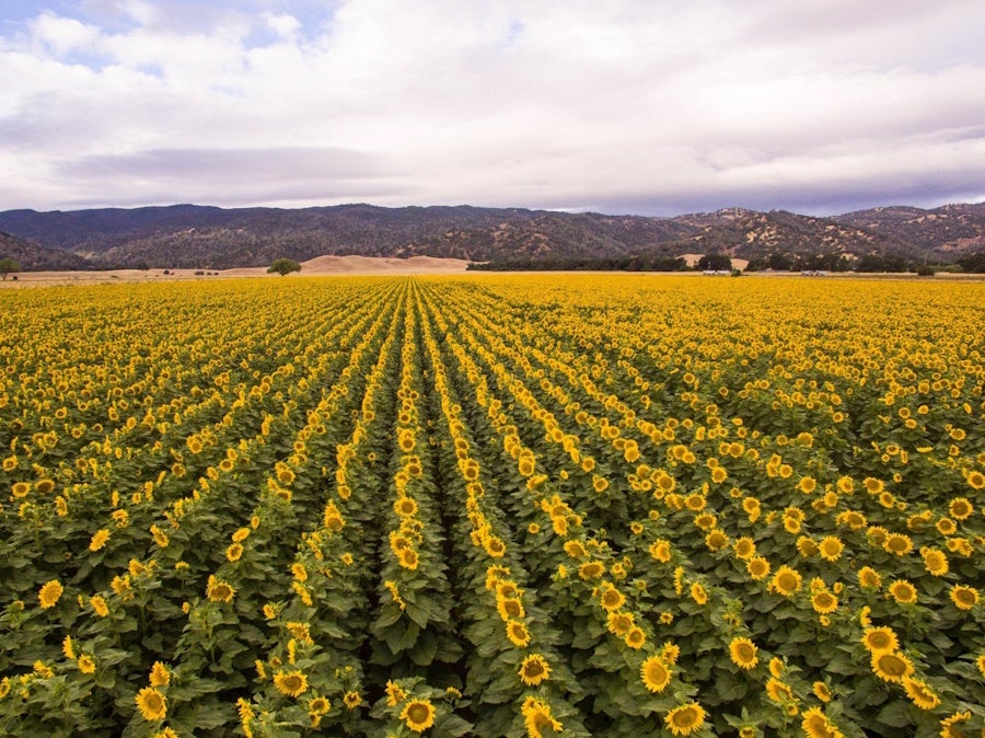 Welcome to Yolo County, CA