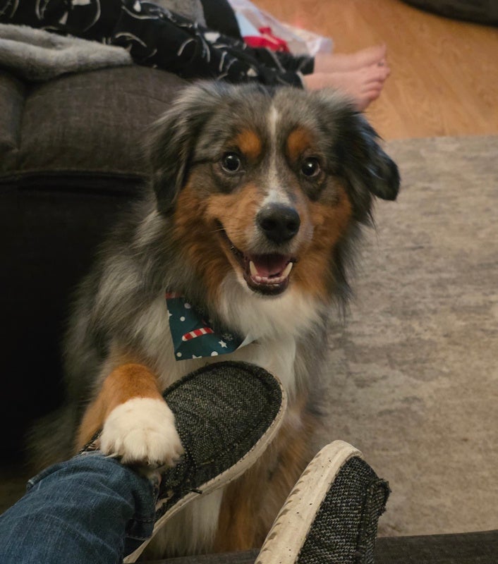 Vash the Stampede - ready for attention